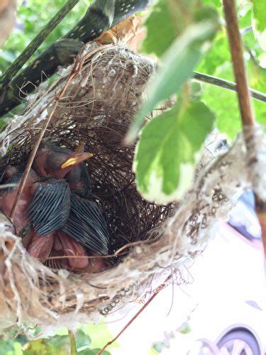 鳥兒在家築巢|野鳥庭前築巢 預示居家風水好兆頭 